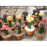 farebné kaktusy
